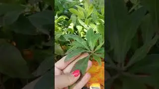 АЗАЛИЯ, АЗАЛИЯ В ВОРОНЕЖЕ морозоустойчивые  сорта 