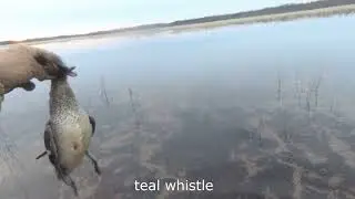 Охота на уток! Весна середина сезона 2023! Duck Hunting!