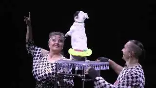 Изобильный Выступления цирка шапито 