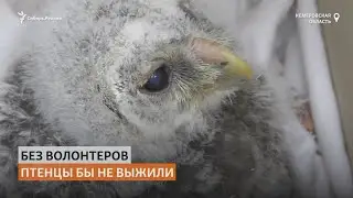 Сибиряки спасли сову и её детенышей от гибели | Сибирь.Реалии