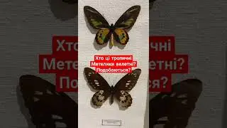 Де живуть ці метелики велетні? Хто це такі? Вам подобаються? Papilionidae.