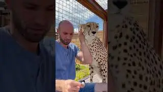 Cheetah and human❤️