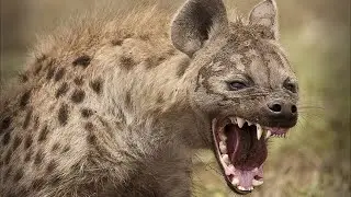 ЕЁ МОЩНЫЕ ЧЕЛЮСТИ ДРОБЯТ ЛЮБЫЕ КОСТИ - ПОЛОСАТАЯ ГИЕНА