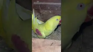 lutino alexander parrot Female in box #parrot  #egg