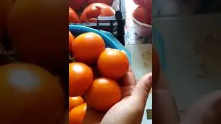 Томат кистевого типа Златава