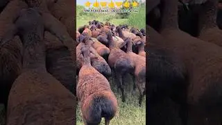МАНЗИЛ СУРХОНДАРЁ ЗОТИ ХИСОРИ ДАСТАФКА БОР ☎️+998 97 850 66 65