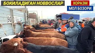 БОКИЛАДИГАН ЁШ НОВВОСЛАР ХОРАЗМ УРГАНЧ МОЛ БОЗОРИ 10-ДЕКАБР 2023 ХОРАЗМ БОЗОР