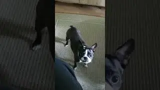Akira 🐶 | #bostonterrier #playing #eating #funny #dog #hund #cukomalipas #pas #balkan #wien