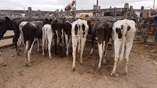 FEIRA DAS BEZERRAS NA FEIRA DE CAPOEIRAS PERNAMBUCO 08 de novembro de 2024