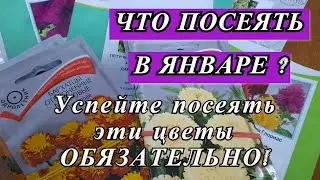 ЧТО ПОСЕЯТЬ В ЯНВАРЕ: НЕОБХОДИМЫЕ ПОСЕВЫ ЯНВАРЯ