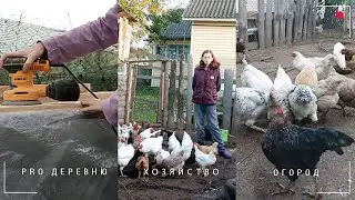 👩‍🌾 В деревне: самодельная кровать из дерева. Куры осенью.