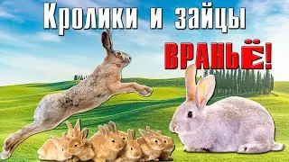 Кролики никого не убивают! А зайцы не кормят...