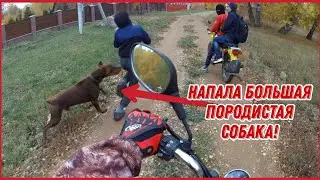 НАПАЛА БОЛЬШАЯ ПОРОДИСТАЯ СОБАКА! / Покатушки на МОПЕДЕ с МИНСКОМ