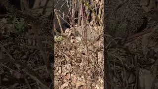 ГОЛОДНЫЕ ЕЖИ ПОСЛЕ ЗИМЫ/ЁЖ ЕСТ КОЛБАСУ НА ДАЧЕ