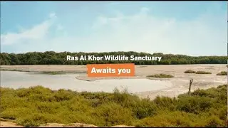 Ras Al Khor Wildlife Sanctuary - Nature Awaits