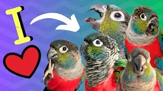 Crimson Bellied Conures - 5 Reasons Why They Are Amazing! | BirdNerdSophie