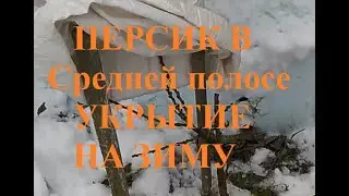 Персик в Средней полосе Укрытие на зиму