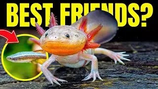 The 5 BEST Axolotl Tank Mates (And 4 To Avoid)
