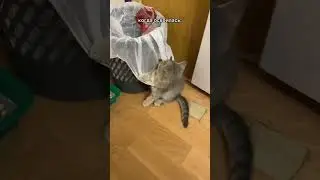 #кот