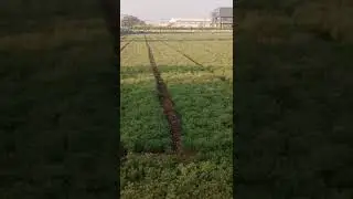 જીરાની ખેતી @ખેતી