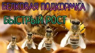 БЕЛКОВАЯ ПОДКОРМКА, БУРНЫЙ РОСТ, то что точно работает.