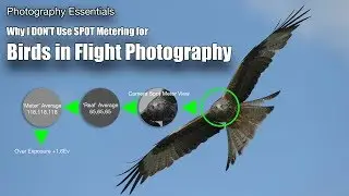Birds in Flight - Why I Don't Use SPOT Metering!