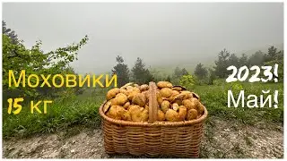 15 кг грибов!как унести в одной корзине?моховики!дождь грибалке не помеха!тихая охота Май 2023!