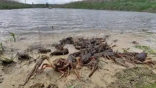 Разведение раков и рыбы  , что получилось за 3 года , Жизнь У Пруда