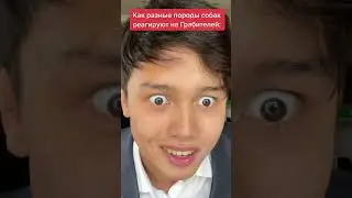 Собака Укусила Парня !