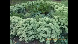 ОЧИТОК ВИДНЫЙ ИЛИ ЗАЯЧЬЯ КАПУСТА. СЕДУМ