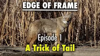 Edge of Frame Episode 1: A Trick of Tail
