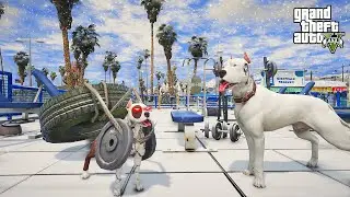KÜÇÜK KORSAN SPOR SALONUNDA AMCASI PİTBULL MİKE'LA KAS GELİŞTİRİYOR! - GTA 5