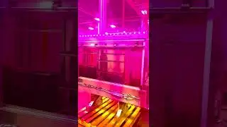 Purple Lights Anyone? 