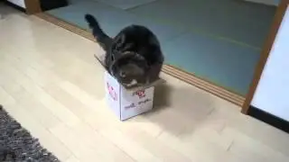 очень смешная кошка