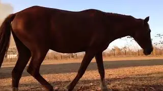Essa e só pra prender o Gado🌴🐴🐮🌄🐄🌵🌾🌞