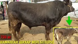 ЁШ КУЧАТЛАР НАМАНГАН ШАХАР МОЛ БОЗОРИ