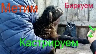 Кастрация ягнят . апрель 2022# бескровная кастрация \Жизнь в деревне
