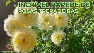 Parede de Rosas Trepadeiras: Como Montar e Cuidar