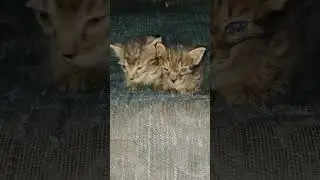 poor kittens feel so lonely 🐱😥!
