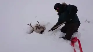 FULL: МУЖЧИНА СПАС ОЛЕНЯ, КОТОРЫЙ ЗАСТРЯЛ В ГРЯЗИ / A deer was rescued from Mud
