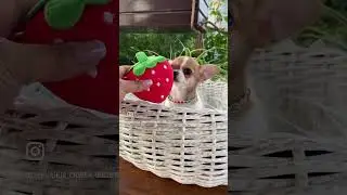 Маленький умняшечка Карат, открыт для брони, доставочку организуем 