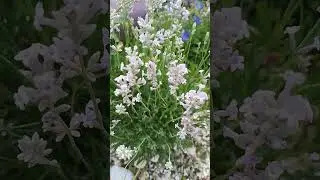 Розовая лаванда #сад #лаванда #лето 24#shorts