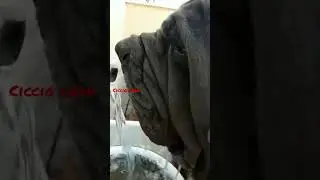 #canecorso italiano Italian canecorso drinks from the tap #shorts #animalshorts #shortsviral