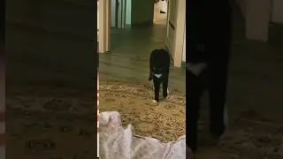 Ну Это Же Ангел🐱 