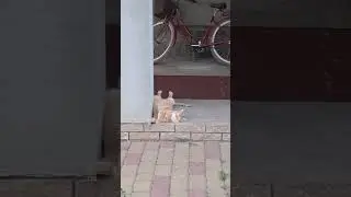 Happy cat who knows how to enjoy life to the fullest!😍😘🥰