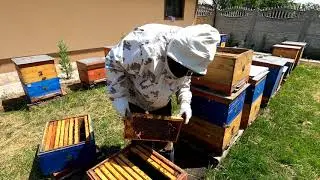 Ждём матки от В Н  Ничика   Делаем отводки