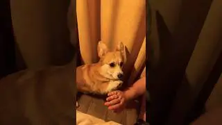 Собачья жизнь🤍