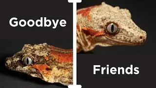 Saying goodbye to my geckos... here's what happened (Reptile update)