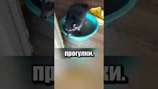 Енот вызвал электриков