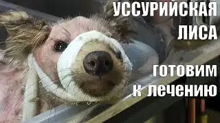 Подготовка к лечению, обрили налысо - чесоточный клещ.